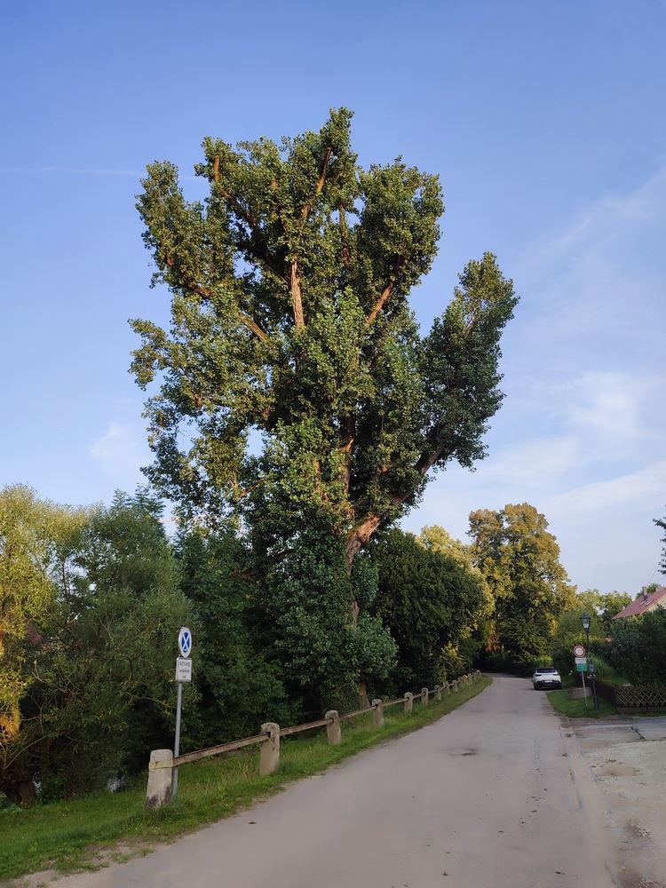 Der Baum namens Palmié-Pappel