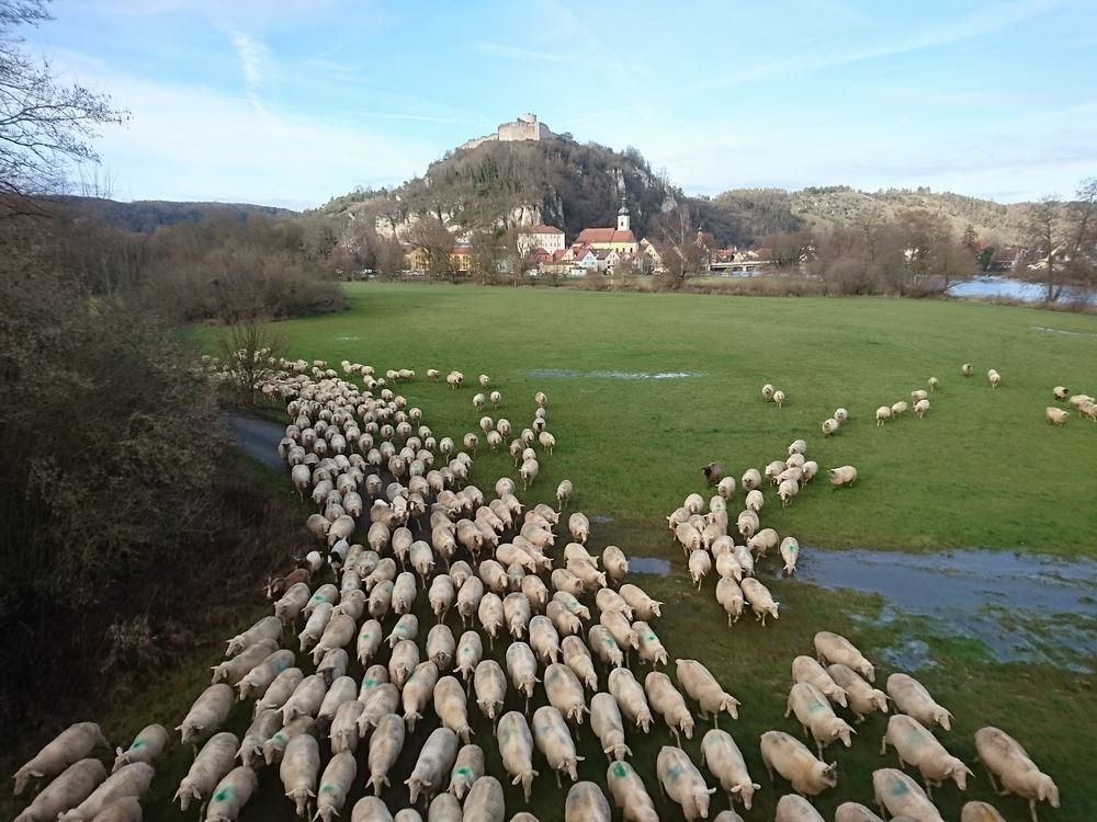 Schafe in Kallmünz